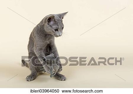 "Russian Blue kitten, 20 weeks, playing with a soft toy" View Large Photo Image Stock Image - "Russian Blue kitten, 20 weeks, playing with a soft toy". Fotosearch
