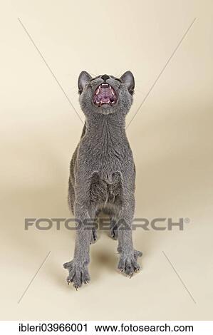 Stock Image - "Russian Blue kitten, 20 weeks". Fotosearch