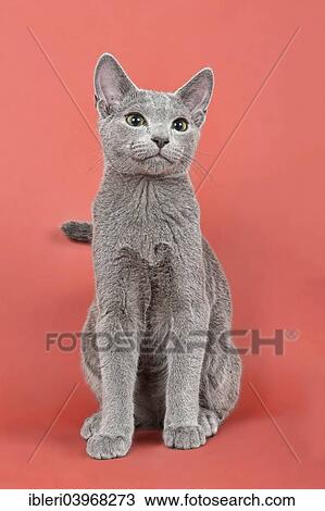 "Russian Blue kitten, 20 weeks" View Large Photo Image Stock Image - "Russian Blue kitten, 20 weeks". Fotosearch