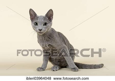 "Russian Blue kitten, 20 weeks" View Large Photo Image Stock Photo - "Russian Blue kitten, 20 weeks". Fotosearch