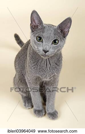 "Russian Blue kitten, 20 weeks" View Large Photo Image Stock Photo - "Russian Blue kitten, 20 weeks". Fotosearch