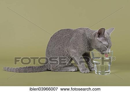 Stock Photo - "Russian Blue kitten, 20 weeks, drinking water from a glass". Fotosearch