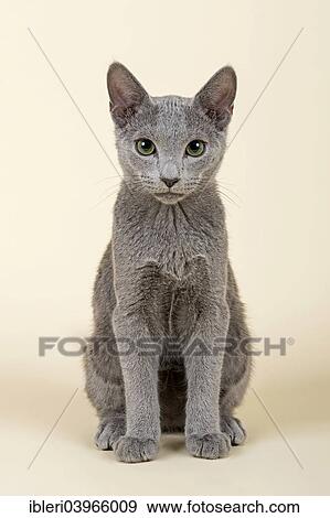 "Russian Blue kitten, 20 weeks" View Large Photo Image Stock Photo - "Russian Blue kitten, 20 weeks". Fotosearch