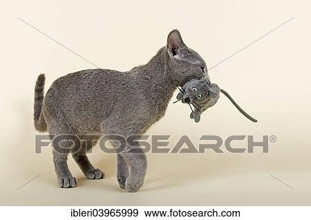 "Russian Blue kitten, 20 weeks, with soft toy mouse" View Large Photo Image Stock Photo - "Russian Blue kitten, 20 weeks, with soft toy mouse". Fotosearch