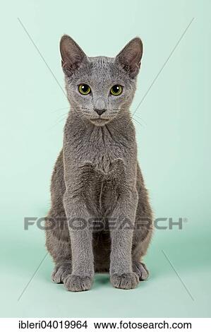 "Russian Blue Kitten, cat, 20 weeks" View Large Photo Image Picture - "Russian Blue Kitten, cat, 20 weeks". Fotosearch