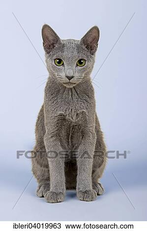 "Russian Blue Kitten, cat, 20 weeks" View Large Photo Image Stock Image - "Russian Blue Kitten, cat, 20 weeks". Fotosearch