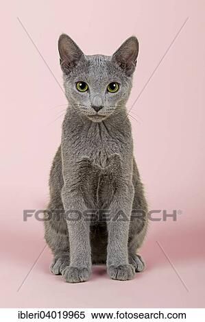 "Russian Blue Kitten, cat, 20 weeks" View Large Photo Image Stock Photography - "Russian Blue Kitten, cat, 20 weeks". Fotosearch