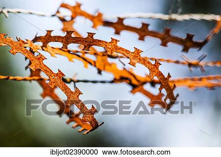 Rusty barbed wire on a fence View Large Photo Image Stock Image - Rusty barbed wire on a fence. Fotosearch