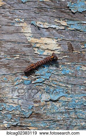 Stock Photo - Rusty screw on an old wooden board with remains of blue paint. Fotosearch