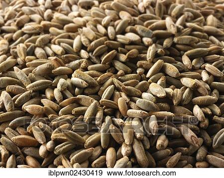 Rye grains View Large Photo Image Stock Photo - Rye grains. Fotosearch