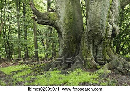 "Sababurg jungle, Hofgeismar, North Hesse, Hesse, Germany, Europe" View Large Photo Image Stock Image - "Sababurg jungle, Hofgeismar, North Hesse, Hesse, Germany, Europe". Fotosearch