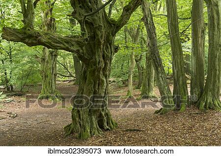 "Sababurg jungle, Hofgeismar, North Hesse, Hesse, Germany, Europe" View Large Photo Image Stock Image - "Sababurg jungle, Hofgeismar, North Hesse, Hesse, Germany, Europe". Fotosearch