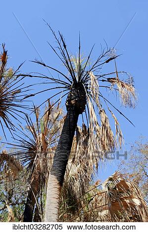 "Sabal Palmetto, Sabal Palm or Palmetto Palm (Sabal palmetto) after a forest fire, Fort De Soto Park, Florida, United States, North America" View Large Photo Image Stock Photography - "Sabal Palmetto, Sabal Palm or Palmetto Palm (Sabal palmetto) after a forest fire, Fort De Soto Park, Florida, United States, North America". Fotosearch