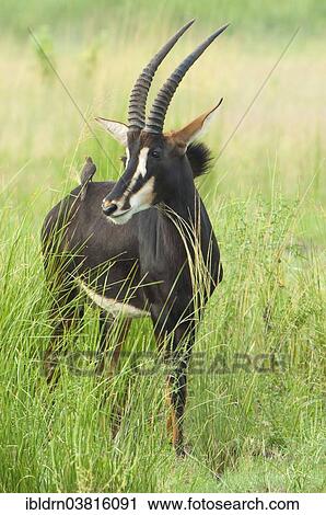 "Sable Antelope (Hippotragus niger) in tall grass, Chobe Waterfront, Chobe National Park, Botswana, Africa" View Large Photo Image Stock Image - "Sable Antelope (Hippotragus niger) in tall grass, Chobe Waterfront, Chobe National Park, Botswana, Africa". Fotosearch