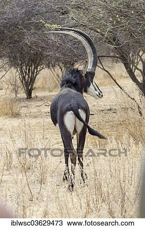"Sable Antelope (Hippotragus niger), Okapuka Ranch, Namibia, Africa" View Large Photo Image Stock Image - "Sable Antelope (Hippotragus niger), Okapuka Ranch, Namibia, Africa". Fotosearch