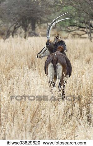 "Sable Antelope (Hippotragus niger), Okapuka Ranch, Namibia, Africa" View Large Photo Image Stock Image - "Sable Antelope (Hippotragus niger), Okapuka Ranch, Namibia, Africa". Fotosearch