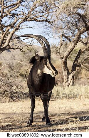 "Sable Antelope (Hippotragus niger), Khomas Region, Namibia, Africa" View Large Photo Image Stock Image - "Sable Antelope (Hippotragus niger), Khomas Region, Namibia, Africa". Fotosearch