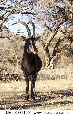 Stock Image - "Sable Antelope (Hippotragus niger), Khomas Region, Namibia, Africa". Fotosearch