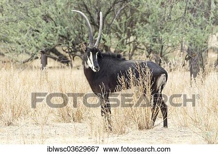 "Sable Antelope (Hippotragus niger), Okapuka Ranch, Namibia, Africa" View Large Photo Image Stock Photo - "Sable Antelope (Hippotragus niger), Okapuka Ranch, Namibia, Africa". Fotosearch