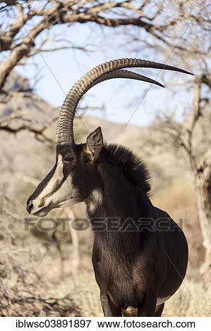 Stock Photo - "Sable Antelope (Hippotragus niger), Khomas Region, Namibia, Africa". Fotosearch