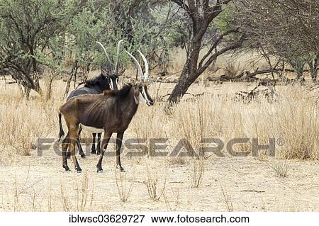 Stock Photo - "Sable Antelopes (Hippotragus niger), Okapuka Ranch, Namibia, Africa". Fotosearch