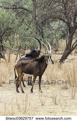 Stock Photo - "Sable Antelopes (Hippotragus niger), Okapuka Ranch, Namibia, Africa". Fotosearch