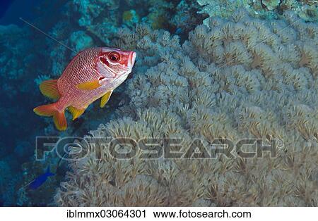 "Sabre Squirrelfish, Giant Squirrelfish or Spiny Squirrelfish (Sargocentron spiniferum) in a reef, Barriere-Riff, Queensland, Australia, Oceania" View Large Photo Image Stock Image - "Sabre Squirrelfish, Giant Squirrelfish or Spiny Squirrelfish (Sargocentron spiniferum) in a reef, Barriere-Riff, Queensland, Australia, Oceania". Fotosearch