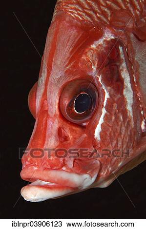 Stock Image - "Sabre-Squirrelfish, Giant Squirrelfish or Spiny Squirrelfish (Sargocentron spiniferum), Lhaviyani Atoll, Indian Ocean, Maldives, Asia". Fotosearch