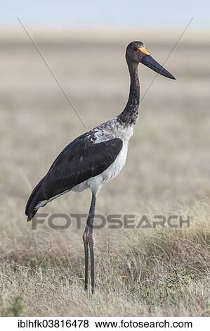 Stock Photo - "Saddle-billed Stork (Ephippiorhynchus senegalensis), Liuwa Plain National Park, Northwestern Province, Zambia, Africa". Fotosearch
