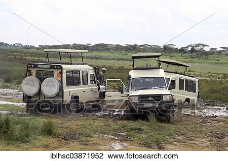 "Safari vehicles stuck in the mud, towing action, mud road, Serengeti, Tanzania, Africa" View Large Photo Image Stock Image - "Safari vehicles stuck in the mud, towing action, mud road, Serengeti, Tanzania, Africa". Fotosearch