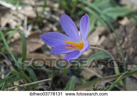 "Saffron flower (Crocus sativus), Madonie Regional Natural Park, Sicily, Italy, Europe" View Large Photo Image Stock Image - "Saffron flower (Crocus sativus), Madonie Regional Natural Park, Sicily, Italy, Europe". Fotosearch