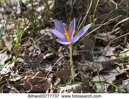 "Saffron flower (Crocus sativus), Madonie Regional Natural Park, Sicily, Italy, Europe" View Large Photo Image Stock Photo - "Saffron flower (Crocus sativus), Madonie Regional Natural Park, Sicily, Italy, Europe". Fotosearch