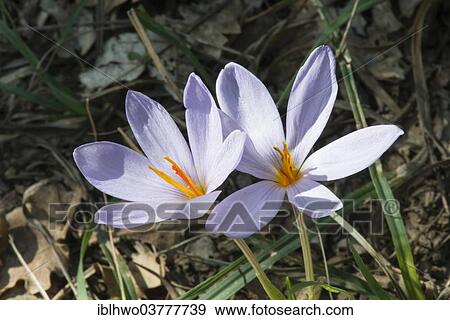"Saffron flower (Crocus sativus), Madonie Regional Natural Park, Sicily, Italy, Europe" View Large Photo Image Stock Photo - "Saffron flower (Crocus sativus), Madonie Regional Natural Park, Sicily, Italy, Europe". Fotosearch