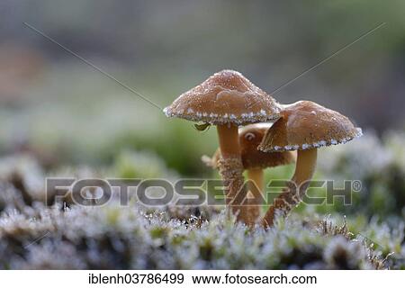 "Saffron Parasol or Earthy Powder-cap (Cystoderma amianthinum), Emsland, Lower Saxony, Germany, Europe" View Large Photo Image Stock Photo - "Saffron Parasol or Earthy Powder-cap (Cystoderma amianthinum), Emsland, Lower Saxony, Germany, Europe". Fotosearch