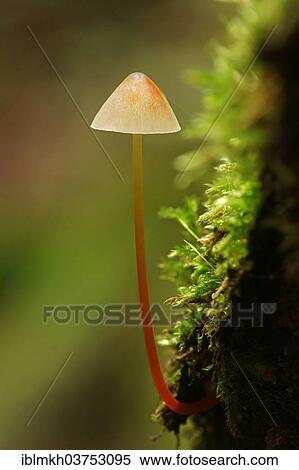 "Saffrondrop Bonnet (Mycena crocata), Hesse, Germany, Europe" View Large Photo Image Stock Photography - "Saffrondrop Bonnet (Mycena crocata), Hesse, Germany, Europe". Fotosearch