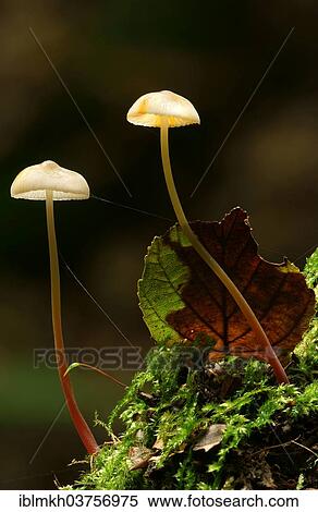 Stock Photography - "Saffrondrop Bonnet (Mycena crocata), Hesse, Germany, Europe". Fotosearch