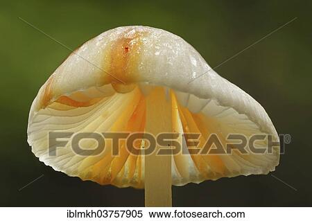 Stock Photography - "Saffrondrop Bonnet (Mycena crocata), Hesse, Germany, Europe". Fotosearch