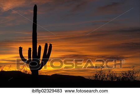 "Sagauro Cactus (Carnegiea gigantea) at sunrise, Arizona, USA" View Large Photo Image Stock Image - "Sagauro Cactus (Carnegiea gigantea) at sunrise, Arizona, USA". Fotosearch