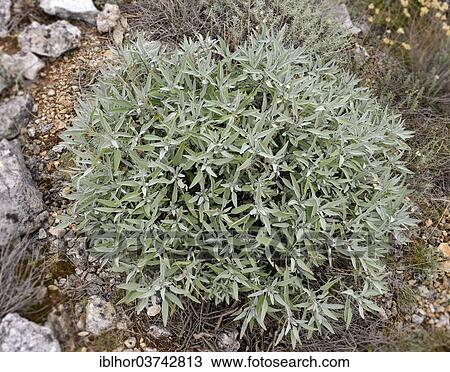 "Sage (Salvia sp. ), Cres island, Primorje-Gorski Kotar County, Croatia, Europe" View Large Photo Image Stock Image - "Sage (Salvia sp. ), Cres island, Primorje-Gorski Kotar County, Croatia, Europe". Fotosearch