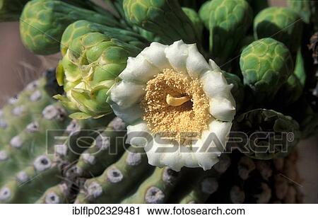 "Saguaro (Carnegiea gigantea), close up of flower" View Large Photo Image Stock Image - "Saguaro (Carnegiea gigantea), close up of flower". Fotosearch