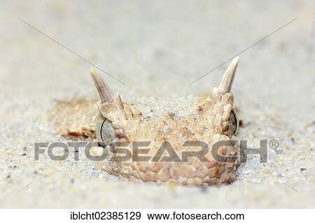 Stock Photo - "Saharan Horned Viper or Horned Desert Viper (Cerastes cerastes), venomous snake, portrait, native to North Africa, Israel and the Arabian Peninsula, in captivity, Germany, Europe". Fotosearch