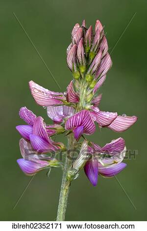 "Sainfoin (Onobrychis viciifolia), Bad Ditzenbach, Swabian Alb, Baden-Wuerttemberg, Germany, Europe" View Large Photo Image Stock Image - "Sainfoin (Onobrychis viciifolia), Bad Ditzenbach, Swabian Alb, Baden-Wuerttemberg, Germany, Europe". Fotosearch