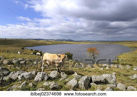 "Saint Andeol lake and Aubrac cattle, Lozere, Aubrac, France, Europe" View Large Photo Image Stock Photo - "Saint Andeol lake and Aubrac cattle, Lozere, Aubrac, France, Europe". Fotosearch