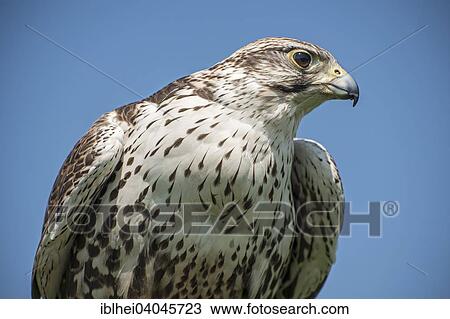 "Saker Falcon (Falco cherrug), captive, Carinthia, Austria, Europe" View Large Photo Image Stock Image - "Saker Falcon (Falco cherrug), captive, Carinthia, Austria, Europe". Fotosearch