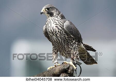 "Saker Falcon (Falco cherrug), captive, Carinthia, Austria, Europe" View Large Photo Image Stock Photo - "Saker Falcon (Falco cherrug), captive, Carinthia, Austria, Europe". Fotosearch
