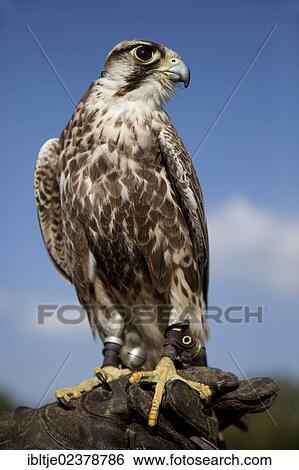 "Saker Falcon (Falco cherrug), male, perched a falconer's glove" View Large Photo Image Stock Photograph - "Saker Falcon (Falco cherrug), male, perched a falconer's glove". Fotosearch
