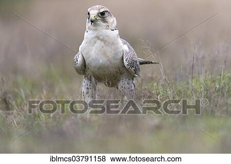Stock Photo - "Saker Falcon (Falco cherrug), Baden-Wurttemberg, Germany, Europe". Fotosearch