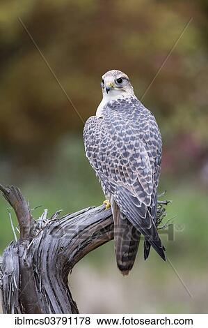 "Saker Falcon (Falco cherrug), Baden-Wurttemberg, Germany, Europe" View Large Photo Image Stock Photo - "Saker Falcon (Falco cherrug), Baden-Wurttemberg, Germany, Europe". Fotosearch