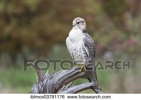 "Saker Falcon (Falco cherrug), Baden-Wurttemberg, Germany, Europe" View Large Photo Image Stock Photograph - "Saker Falcon (Falco cherrug), Baden-Wurttemberg, Germany, Europe". Fotosearch