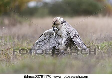 "Saker Falcon (Falco cherrug) with prey, Baden-Wurttemberg, Germany, Europe" View Large Photo Image Stock Image - "Saker Falcon (Falco cherrug) with prey, Baden-Wurttemberg, Germany, Europe". Fotosearch